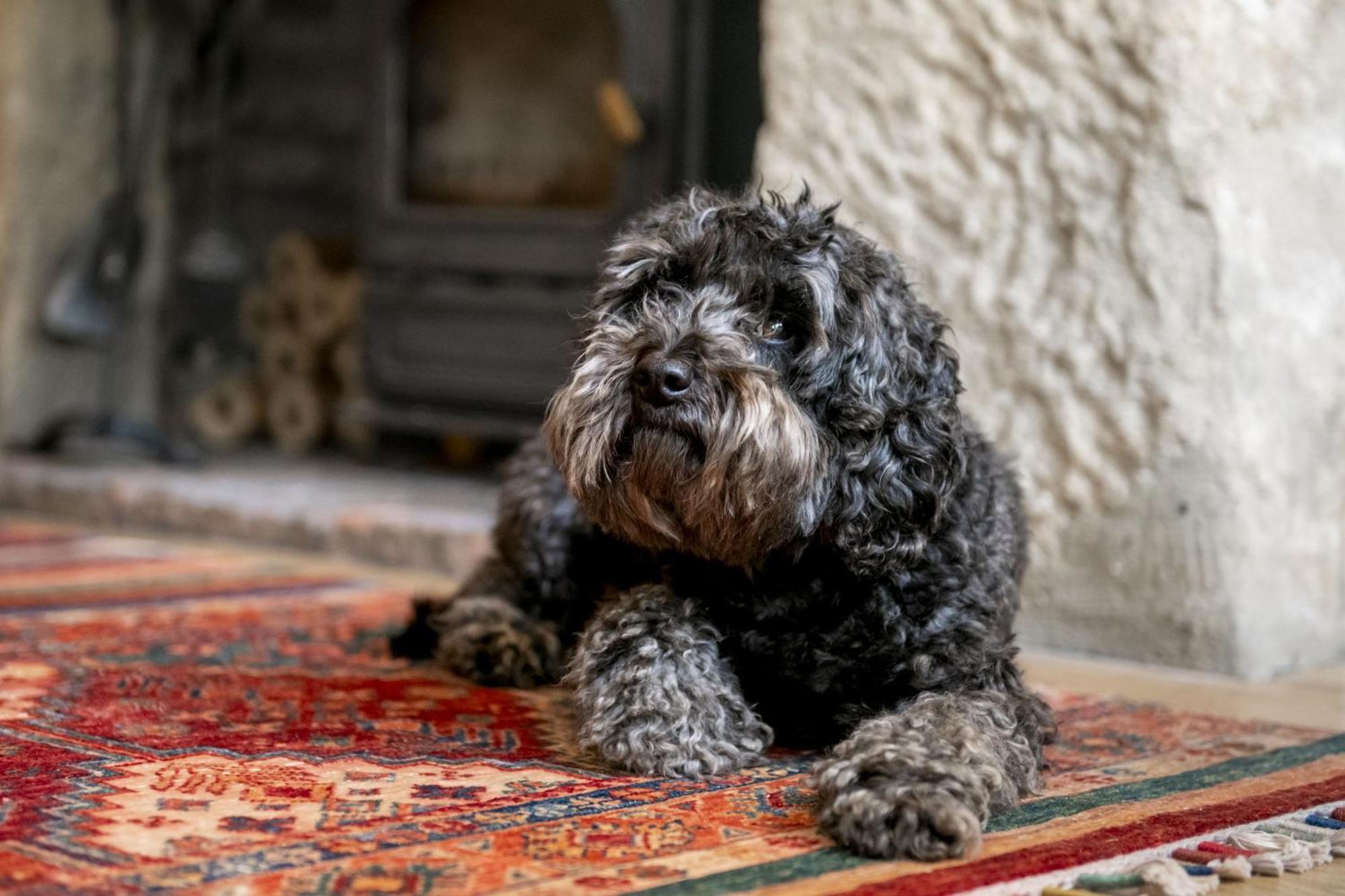 Jenny Wren Cottage Middleham Buitenkant foto